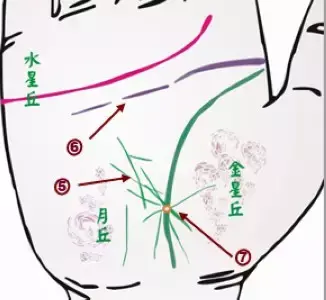 掌纹分析专家排名前十(掌纹密码书籍)插图1