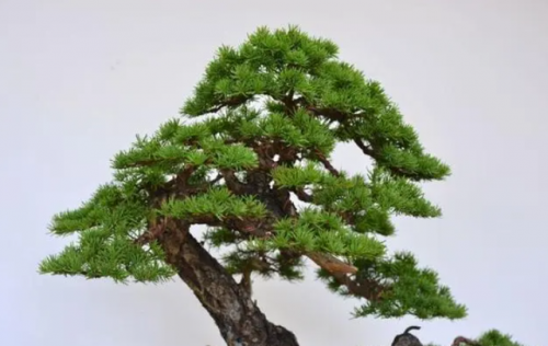 名贵树桩盆景排名前十(什么树桩盆景最值钱)插图8