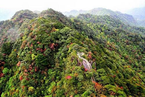 保护植物(保护植物的手抄报)插图1