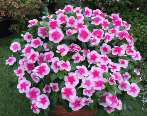 秋季耐热植物排名前十(室内植物100种大盆栽)插图5