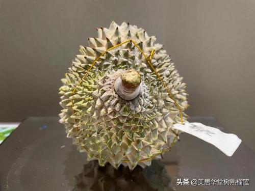 暗铁榴莲(榴莲和铁能一起吃吗)插图1