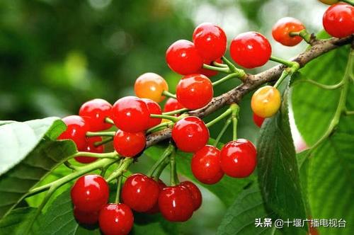 十堰美食饭菜排名前十(十堰美食馆子排行榜)插图10