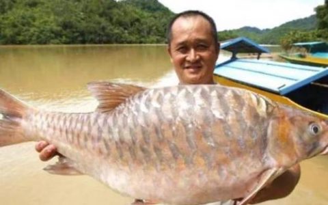 长江特有鱼类排名前十(长江淡水凶猛鱼类排行)