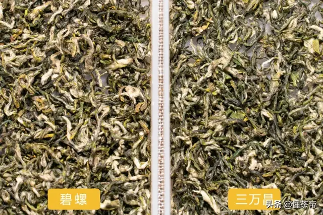绿茶碧螺春(正宗碧螺春茶叶图片)插图2