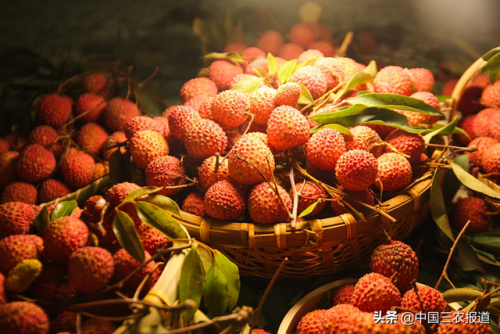 白糖罂荔枝(白糖罂荔枝多少钱一斤)插图7