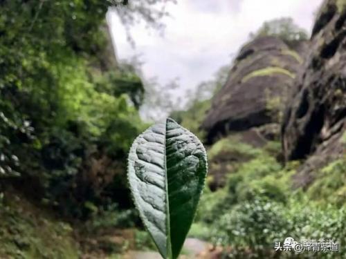 紫砂茶壶品牌排名前十(高端紫砂壶的品牌)插图17