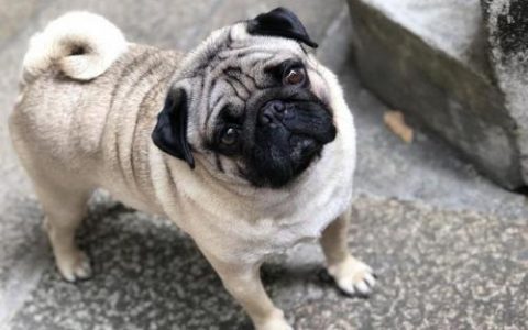巴哥犬图片(巴哥犬价格多少钱一只)