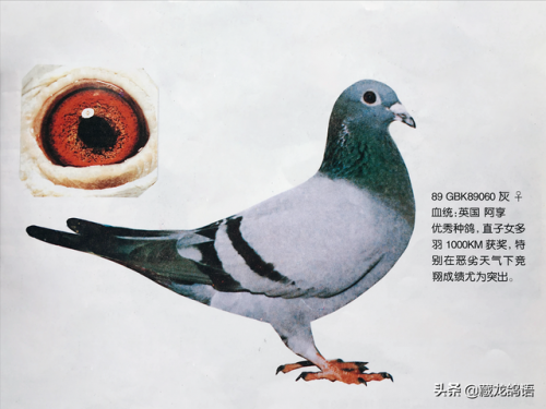 信鸽图片(云飞赛鸽网)插图6