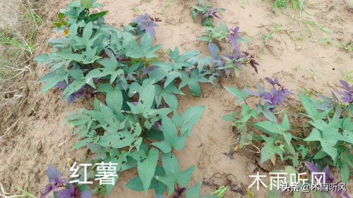 紫红西瓜品种排名前十(十大西瓜品种排名)插图2