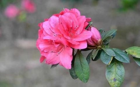杜鹃花图片大全(杜鹃花养殖方法)