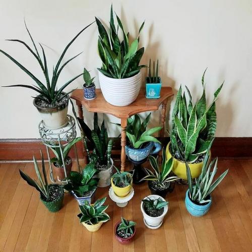 天然防臭植物排名前十(可以除臭的植物)插图8