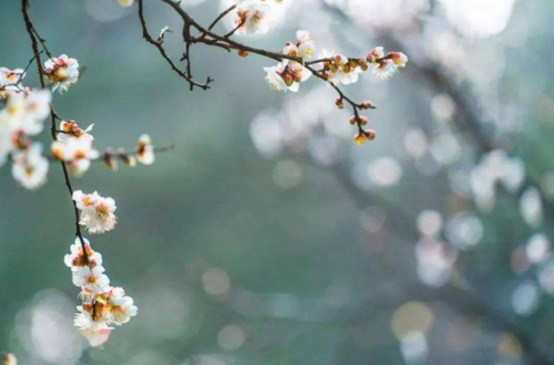 月移花影动(人与白云栖月照花影移的意思)插图12