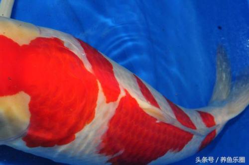 日本锦鲤冠军排名前十(日本锦鲤获奖名单)插图5