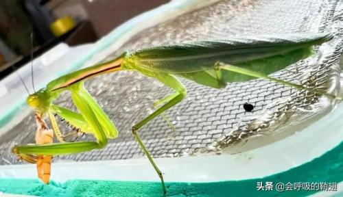 2022螳螂出装(螳螂铭文)插图33