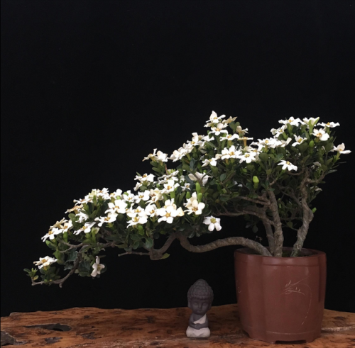 盆景植物(盆景植物大全)插图2