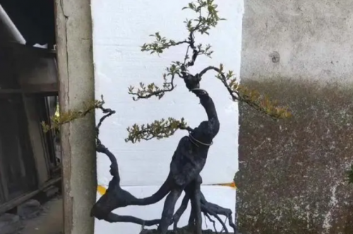 名贵树桩盆景排名前十(什么树桩盆景最值钱)插图7