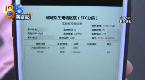 杭州犬舍排名前十(全国十大金毛犬舍)插图13