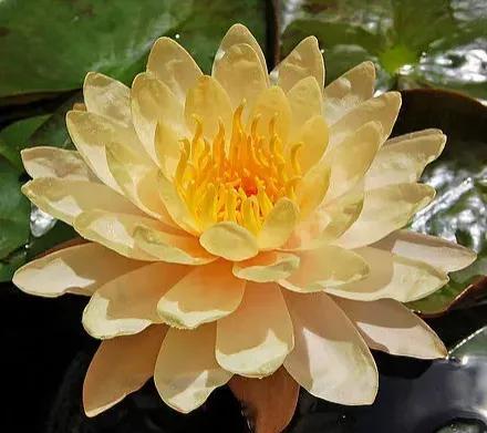 花卉图案(花卉logo图案大全)插图8