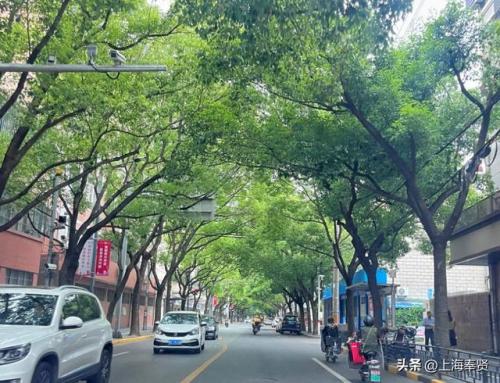 上海阴凉地方排名前十(什么花可以养在阴凉的地方)插图1