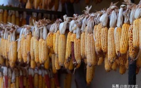 新疆粮食价钱排名前十(新疆粮食收购最新政策)