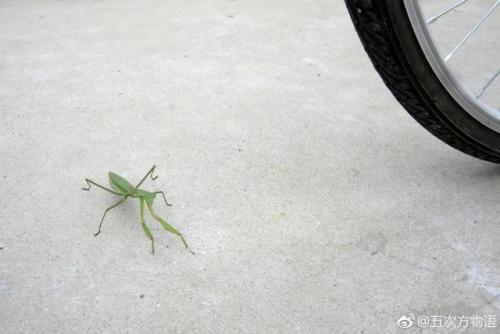 云南最大螳螂排名前十(云南哪里的螳螂最多)插图