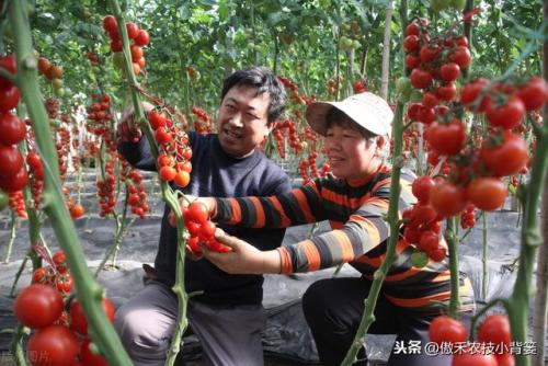 番茄种植方法(茄子怎么剪才能二次结果)插图12