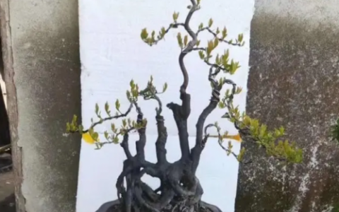 名贵树桩盆景排名前十(什么树桩盆景最值钱)