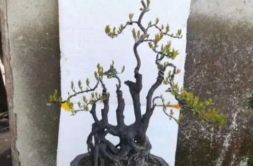 名贵树桩盆景排名前十(什么树桩盆景最值钱)插图