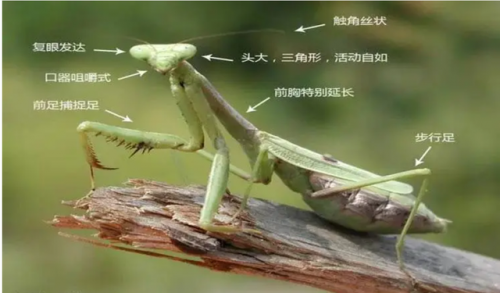 金属螳螂(让蟑螂断子绝孙的方法)插图4
