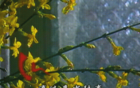 渴望 剧情(渴望免费全集)