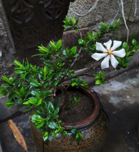 盆景植物(盆景植物大全)插图4
