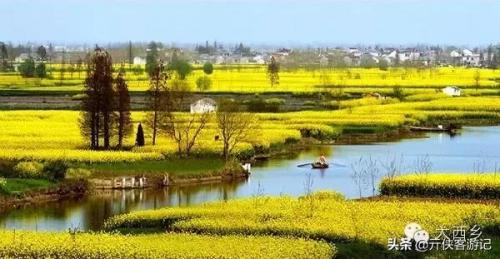 中国油菜之乡排名前十(全国油菜花开最早省市县乡)插图16