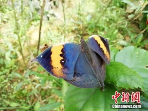 轮回之章羽翼蓝宝石(羽翼蓝宝石在哪)插图6