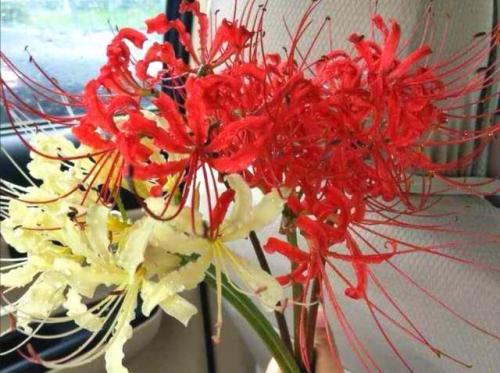 彼岸花图片(彼岸花的寓意是什么)插图7