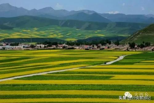 中国油菜之乡排名前十(全国油菜花开最早省市县乡)插图12