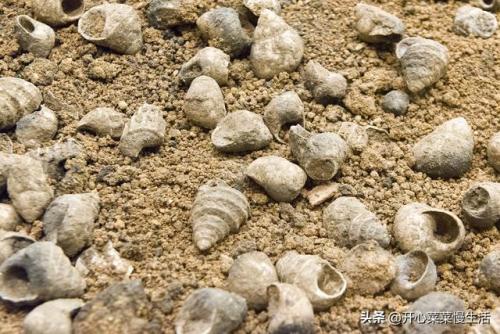 螺蛳粉里面没有螺蛳(不要螺蛳的螺蛳汤料)插图5