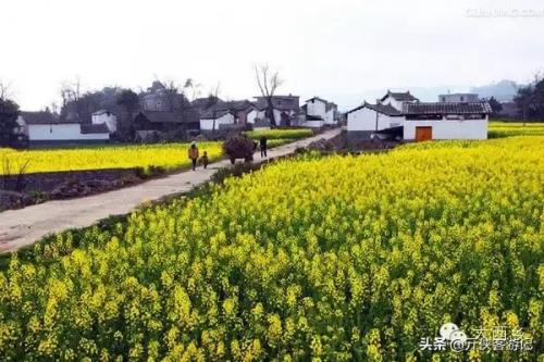 中国油菜之乡排名前十(全国油菜花开最早省市县乡)插图8