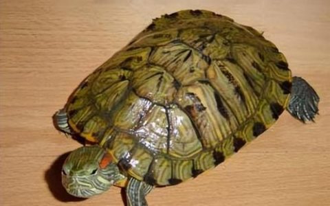宠物龟的种类(乌龟品种)