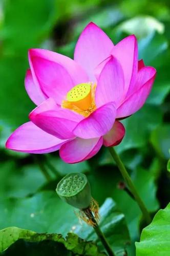 花卉图案(花卉logo图案大全)插图35