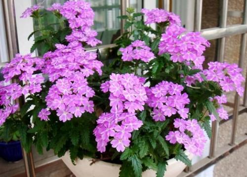 秋季耐热植物排名前十(室内植物100种大盆栽)插图