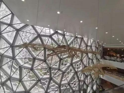 世界上最大的鲸鱼(世界上最大的鲸鱼排名)插图10