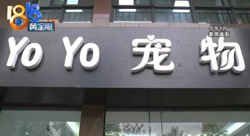 杭州犬舍排名前十(全国十大金毛犬舍)插图11