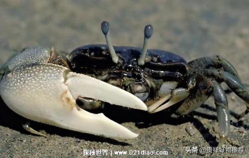 十大毒蟹(十大毒蟹分别是什么)插图7