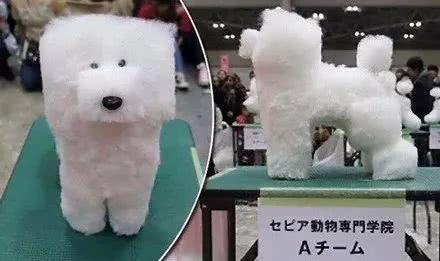 宠物造型学校排名前十(宠物美容学校哪里好哪家好)插图