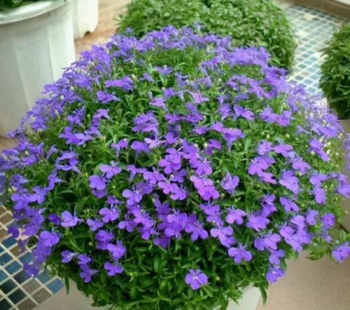 秋季耐热植物排名前十(室内植物100种大盆栽)插图3