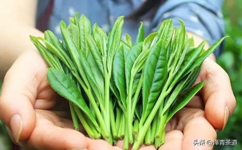 紫砂茶壶品牌排名前十(高端紫砂壶的品牌)插图37