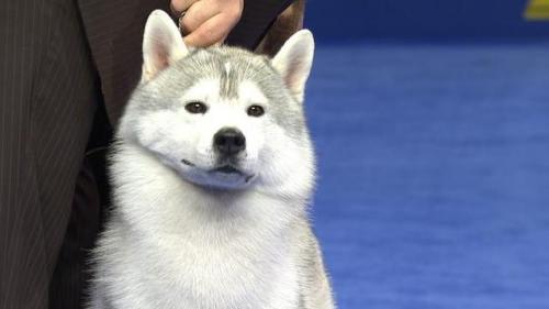 哈士奇犬(哈士奇优缺点)插图3