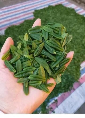 茶叶品种价格排名前十(茶叶有哪些品种)插图13