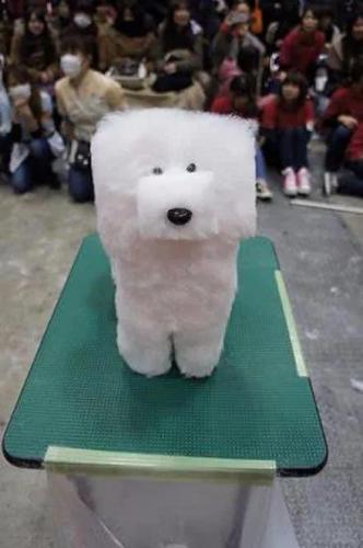 宠物造型学校排名前十(宠物美容学校哪里好哪家好)插图2