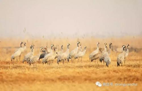 鹤的组词(诺字组词有哪些)插图2